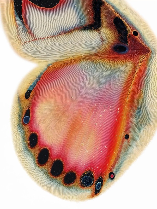 A butterfly wing built from fine red and orange lines
